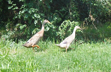 Anatre corridore Le anatre indiane che vengono utilizzate contro le lumache sull'Außerperskolerhof.