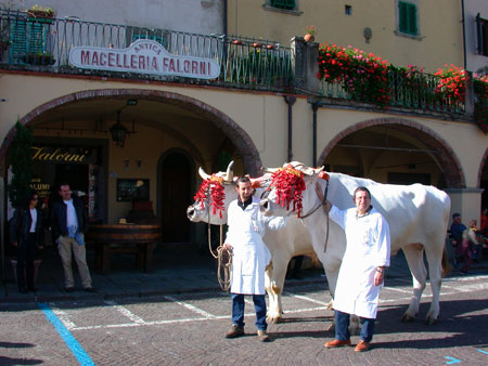 Manzo Falorni Chianina Il bestiame viene letteralmente fatto sfilare