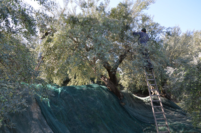 Raccolta delle olive ad Agrestis