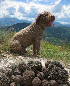 Un cane da tartufo con la sua preziosa preda.