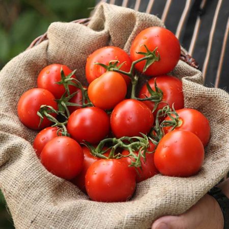 Licopene nei pomodori